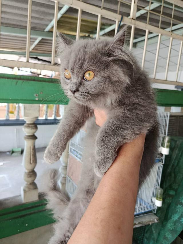 แมวน้อย 2