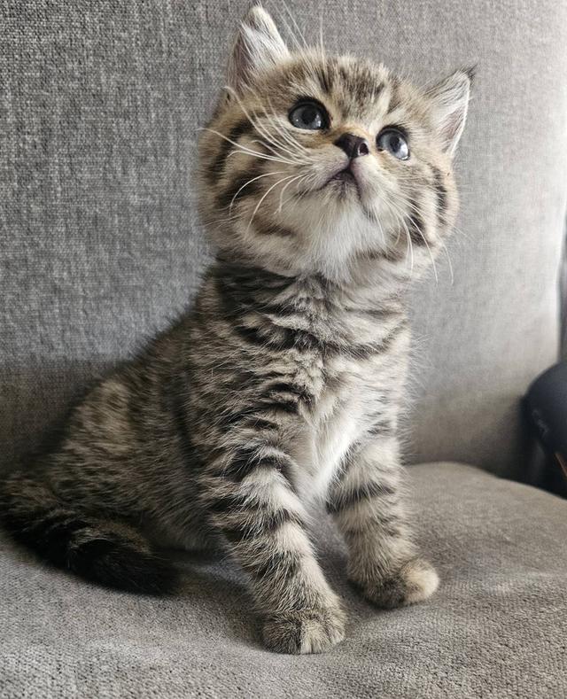 สก็อตติชโฟลด์ เสือสาว