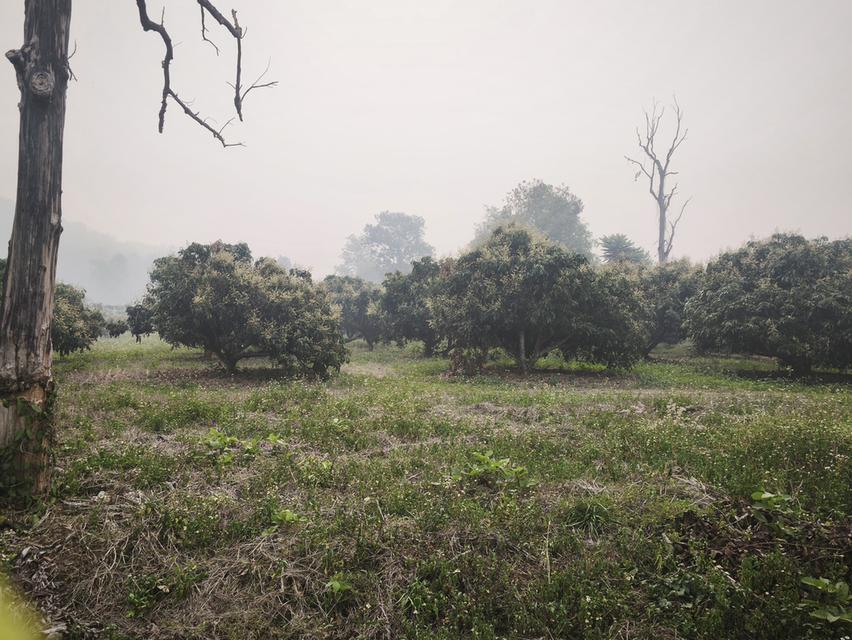 ขายที่ดินสวนลำไยและที่เปล่า 4