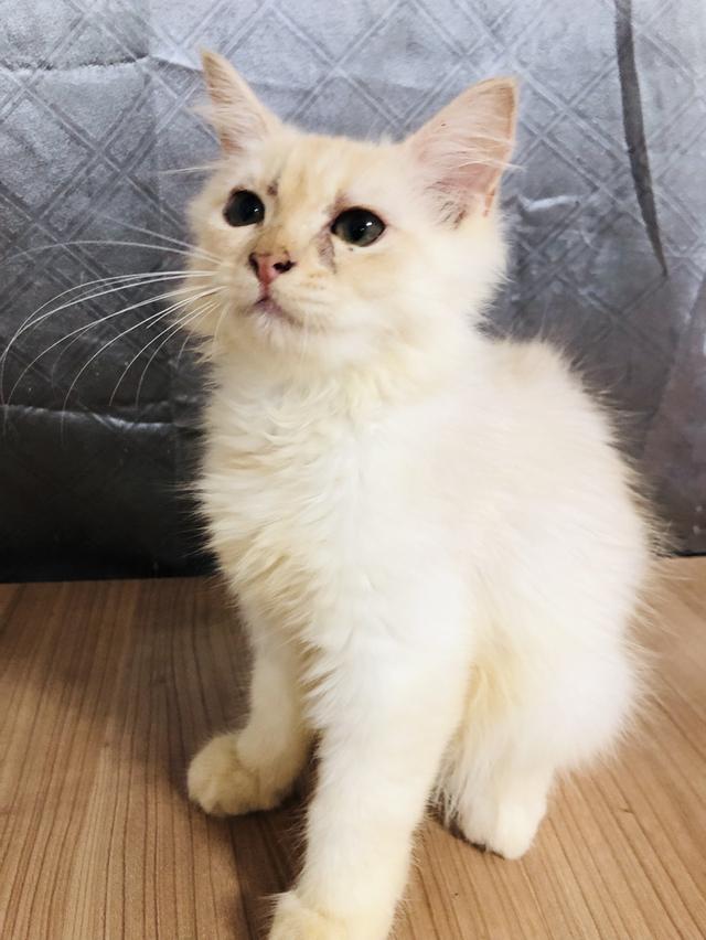น้องแมวพันธุ์ หิมาลายันผสมชินชิล่า เพศผู้
