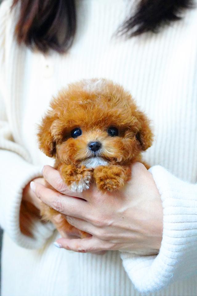 ขายลูกสุนัข Maltipoo สี Red,White พาร์ตี้คัลเลอร์ หน้าตุ๊กตา นำเข้าจากเกาหลี พรีเมีย รูปที่ 7