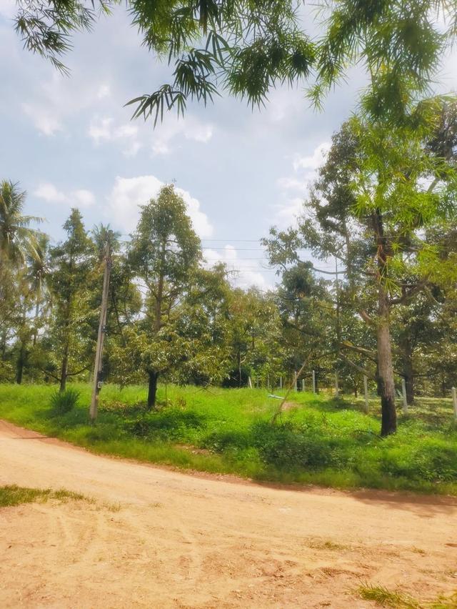ขายที่ดิน ป่าละอู ห้วยสัตว์ใหญ่ หัวหิน สวนทุเรียน ยางพารา 22 ไร่เศษ พร้อมบ้าน 1 หลัง 8