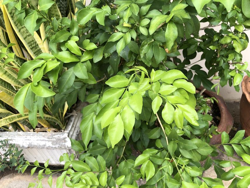 ไตรโคเดอร์มา เห็นผลไวแม่ยายยังถามซื้อ รูปที่ 9