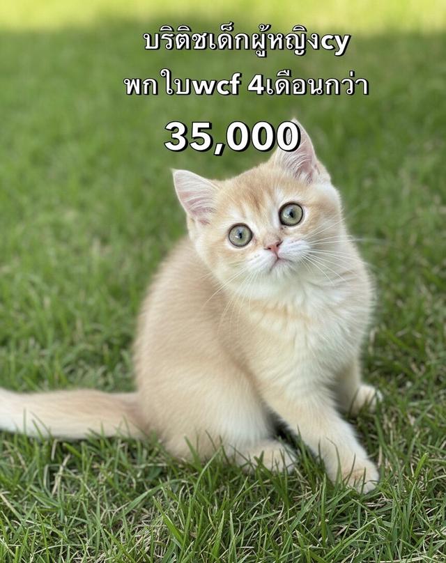 แมวบริติช รวมเด็กๆบริติชในนี้ ใบเพดwcf และรับนำเข้าแมวจาก ตปท.