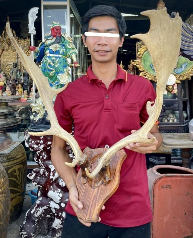 เขากวางแขวนผนัง เขากวางตกแต่งสถานที่ เขากวางเฟลโลว์ เขากวางแท้ 5