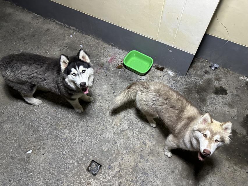 Siberian huskies looking for a home