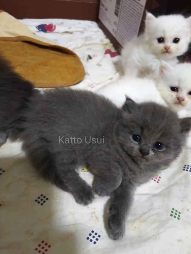 ลูกแมวเปอร์เซีย กทม ลาดพร้าว 5