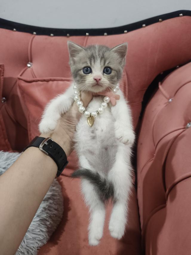 เด็กหญิง ลายวัว เทาขาว 🏡🏠🫶😻 รูปที่ 6