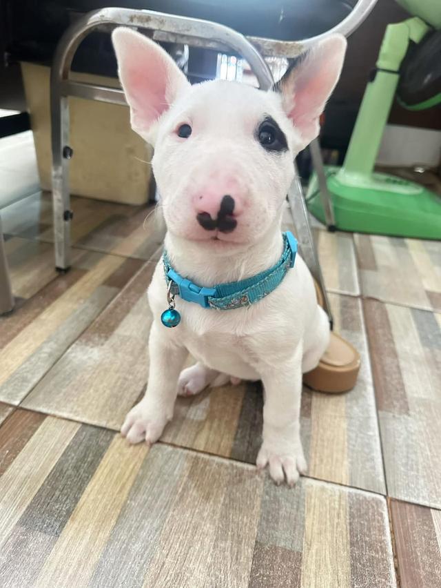 ลูกสุนัข Bull Terrier ตัวผู้ 2