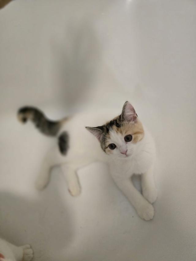 แมว สก็อตติชโฟลด์หูตั้ง Calico