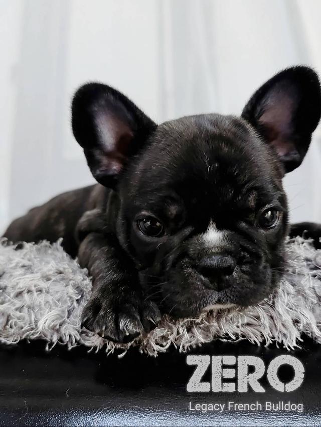 ZERO สุนัขเฟรนช์บูลด็อก เพศผู้ สีดำลายเสือ 9