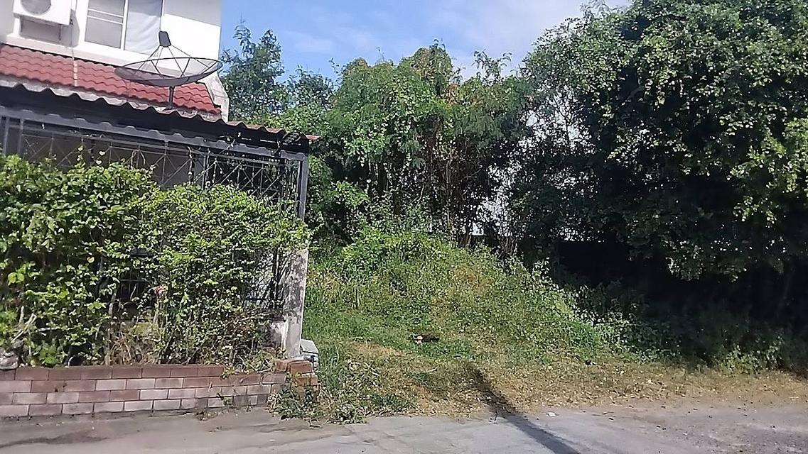 ขายที่ดิน40.3ตรวถมแล้วถนนบ้านสวน-เศษฐกิจ16ซอยหมู่บ้านสวนคูณ วัดชมภูแก้วราคา776,000โทร0841576924 1