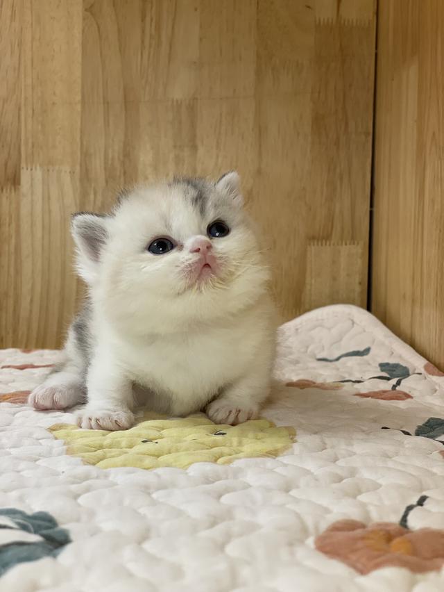 ลูกแมวมันช์กิ้น ขาสั้น รูปที่ 12