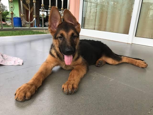 เยอรมันเชพเพิร์ด (German Shepherd) 3