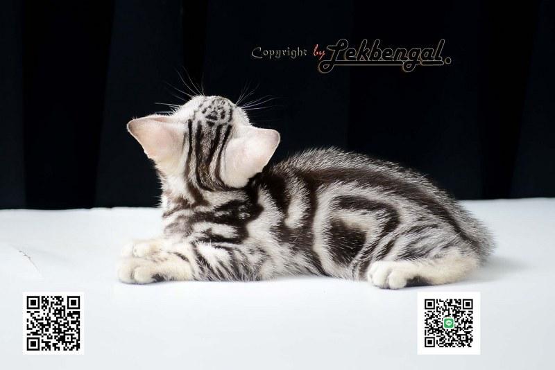 ขายลูกแมว อเมริกันชอตแฮร์ American Shorthair  5