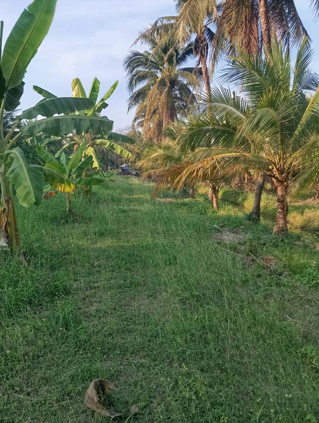 ขายที่ดินพร้อมสวนมะพร้าวน้ำหอมพร้อมเก็บผลผลิต 14