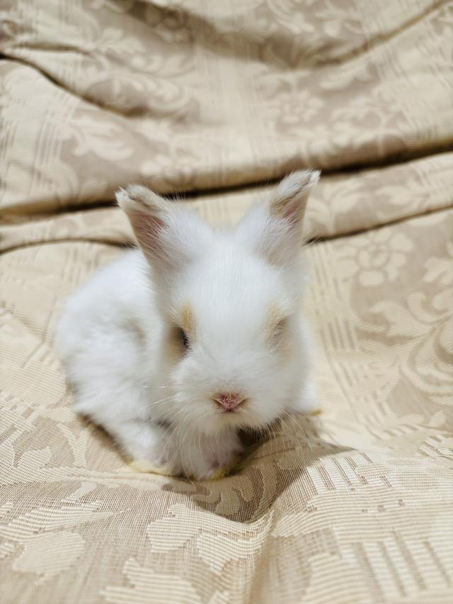 Teddy Bear Rabbit  7