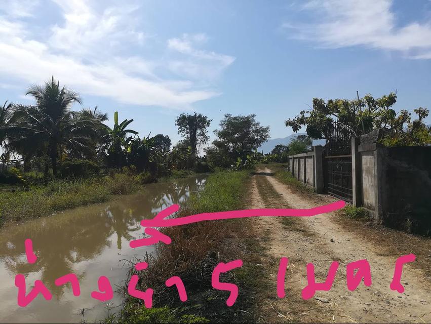 ให้เช่าที่ดิน+บ้านสวน 3 ไร่ อ.แม่ริม จ.เชียงใหม่ บรรยากาศธรรมชาติสโลว์ไลฟ์เหมาะทำคาเฟ่ รีสอร์ท ฟาร์มสเตย์และธุรกิจเกษตรหรืออื่นๆ 9