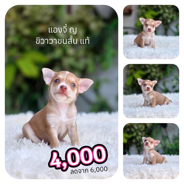 ชิวาวาแท้ขนสั้น เพศเมีย
