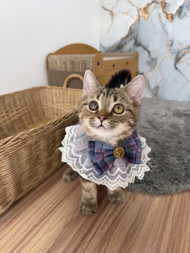 ลูกแมวพันธุ์สก๊อตติช