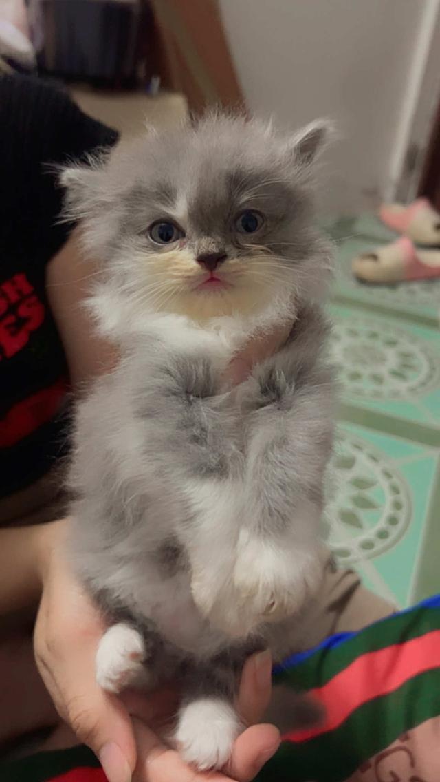 น้องแมว เปอร์เซีย พร้อมส่ง 2