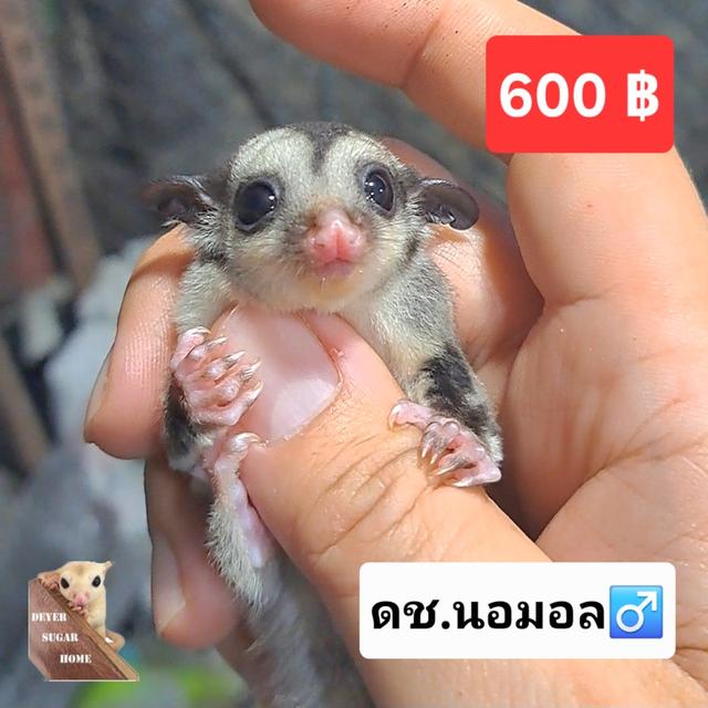 ชูการ์ไกลเดอร์ นอมอล ผู้ 600