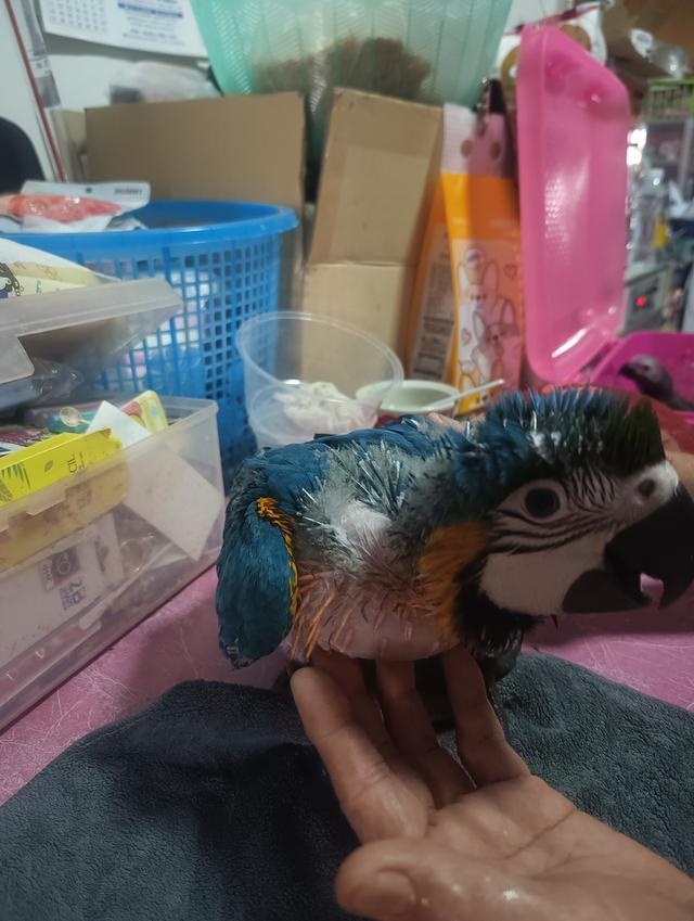 บลูโกล Blue and Gold Macaw