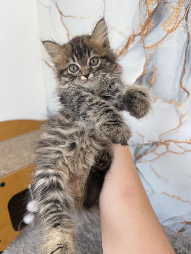 ลูกแมวพันธุ์เปอร์เซีย รูปย่อยที่ 3