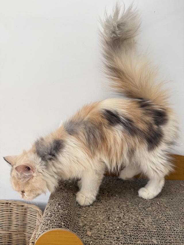 ลูกแมวพันธุ์เปอร์เซีย รูปที่ 6