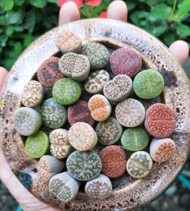 Lithops แบบสุ่ม