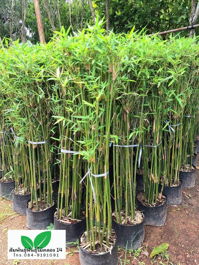 ไผ่หลอด ไผ่จีน ต้นไผ่หลอด