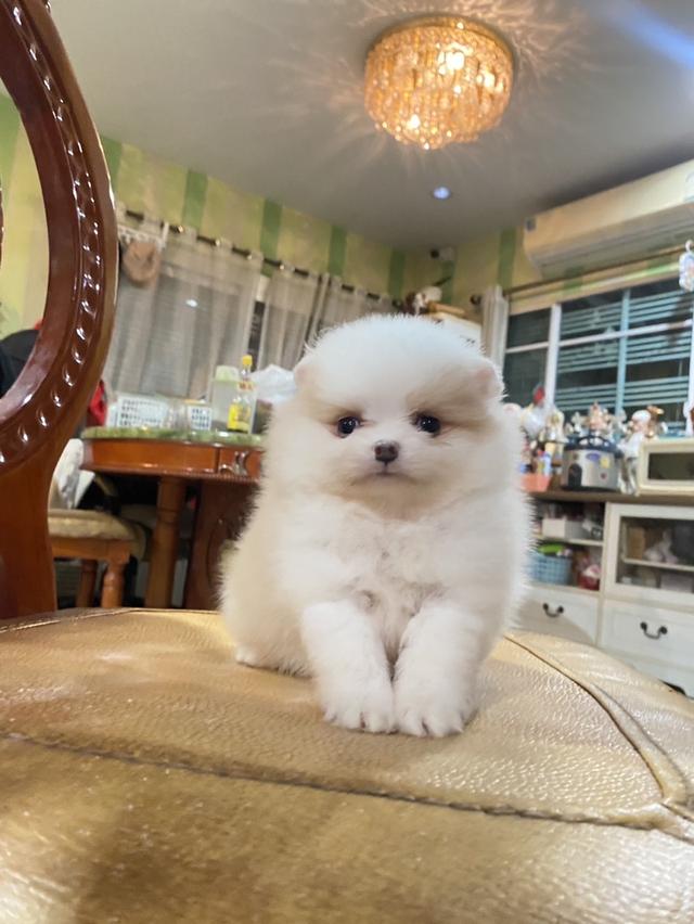 ลูกปอมแท้ อายุ2เดือน มาดูตัวจริงได้ มีบริการจัดส่ง