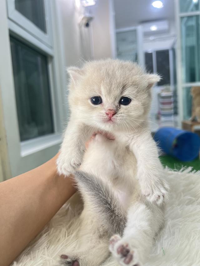 ดช.บริติช(น้องธาม)