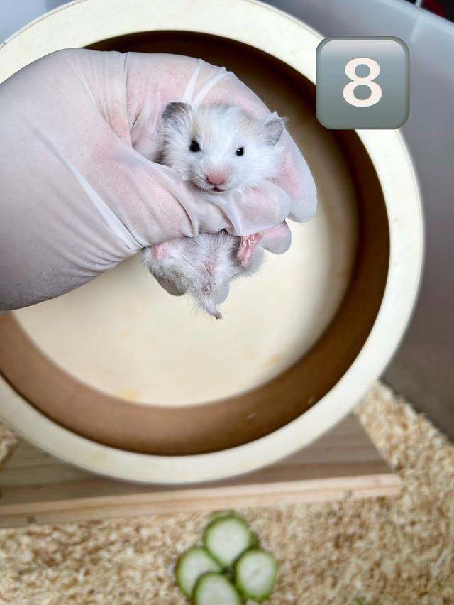 หนูแฮมสเตอร์ 6