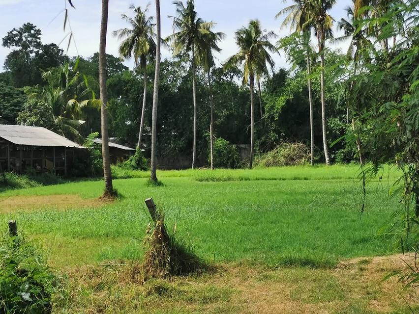 ขายที่ดินด่วนมากติดคลองชลประทาน 3