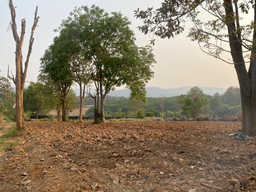 ขายที่ดิน 37 ไร่ ติดทางหลวงสาย เลย เพชรบูรณ์ 8