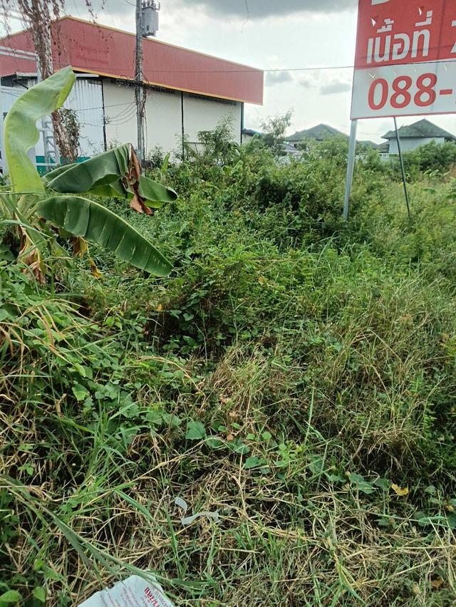 ให้เช่า/ขาย ที่ดิน จ.อุดรธานี 6