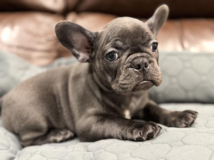 French bulldog