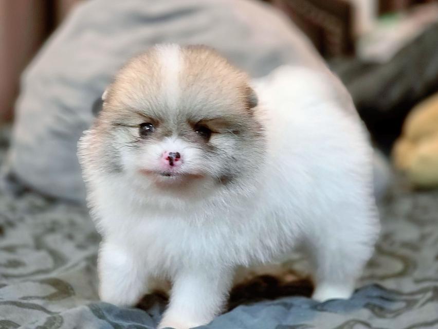 ปอมเมอเรเนียนแท้ พิกัดรามอินทรา 13