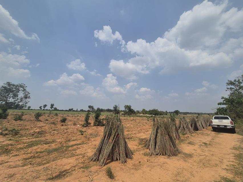 ขายที่ดิน 83 ไร่ ไร่ละ150,000 บาทต.พังเทียม อ.พระทองคำ จ.นครราชสีมา ที่ดินแปลงใหญ่ ทำเลดี เหมาะทำเกษตร รีสอร์ต หรือเก็งกำไรในอนาคต ✅ สามารถแบ่งขายได้ 11