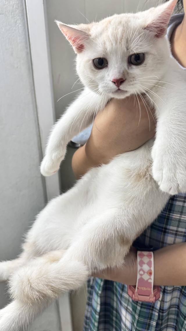 น้องแมวสกอตติช พร้อมย้ายบ้านค่ะ 4