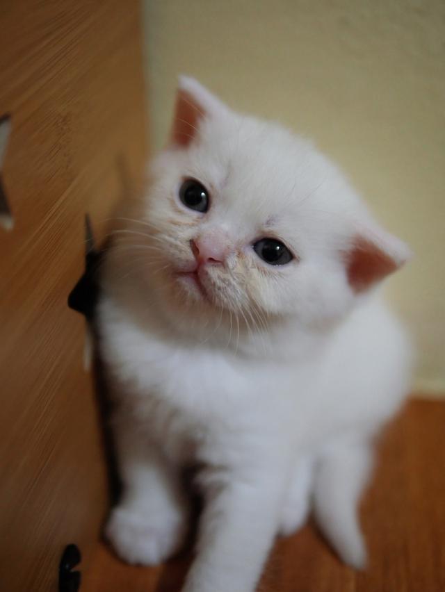 น้องแมว สก๊อตติสโฟลล์