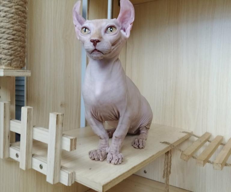 30.แมวดเวล/เพศผู้ Dwelf Cat/Male