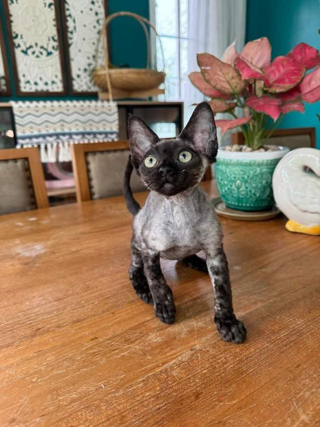 Devon-rex แท้100% 2