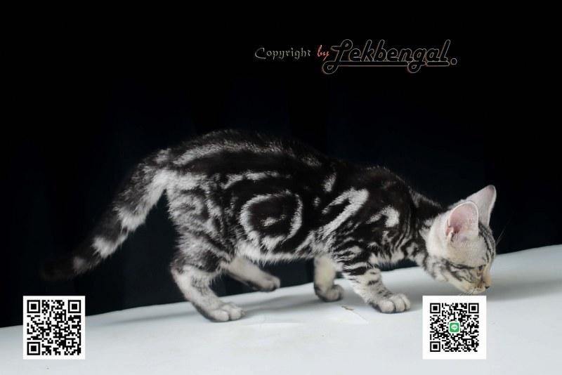 ลูกแมวอเมริกันชอตแฮร์สวยมากๆ สีซิลเวอร์ลายมาเบิ้ลดำเข้ม พันธุ์แท้ เพศเมีย รูปที่ 5