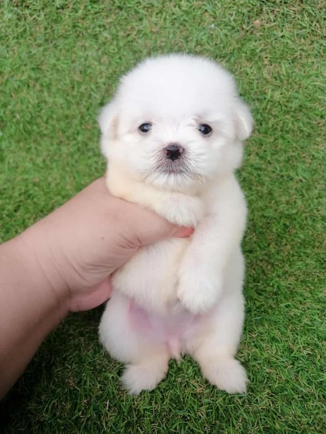 ดญ.มะลิ 3500  12