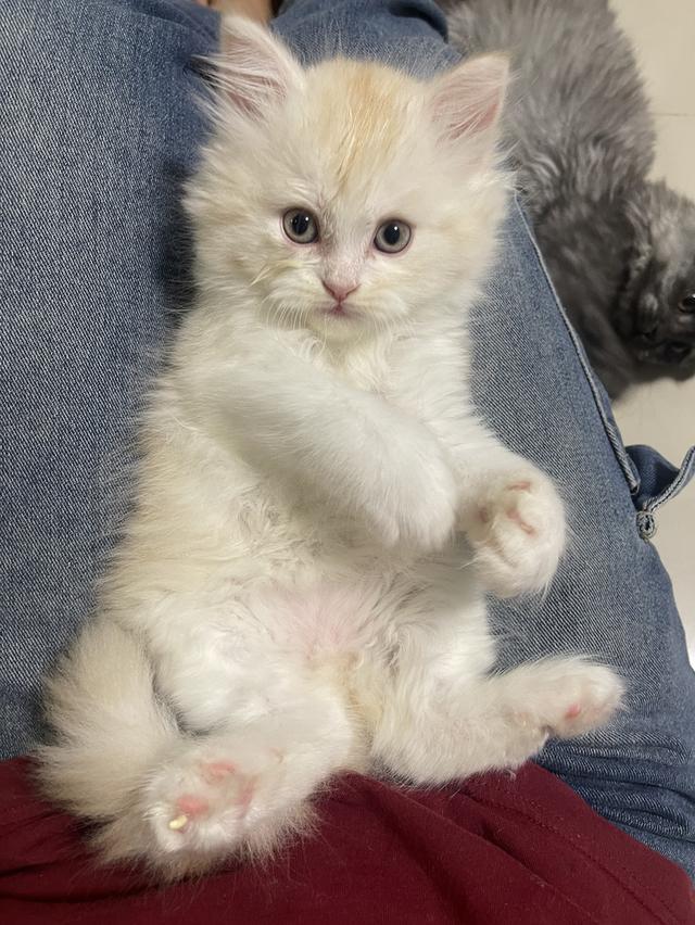 เปิดจองเด็กชายส้ม(สก๊อตติชโฟผสม) รูปที่ 8