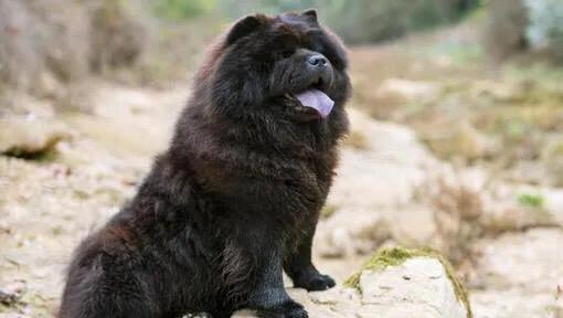 สุนัขเชาเชาสีดำตัวใหญ่ๆ 3