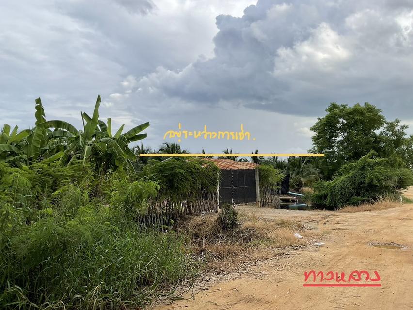 ขายสวนมะพร้าว(เจ้าของขายเอง) 2