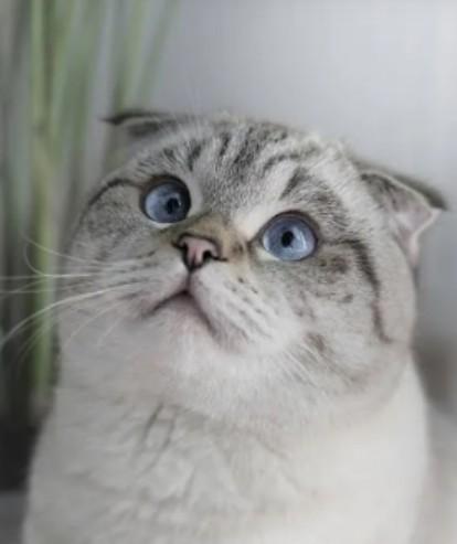 แมวสกอตติส โฟลด์ ตาสีส้ม น่ารัก 3